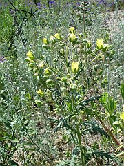 emmenanthe penduliflora